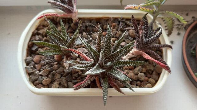 Succulent on windowsill in white pot, speckled green rosette with red tipped leaves, pebble covered substrate, soft morning.