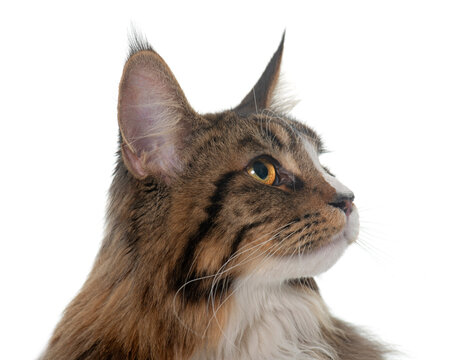 maine coon cat