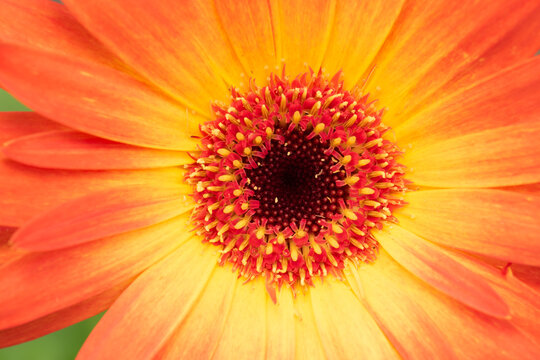 Closeup of the center of an orange Transvaal daisy flower.