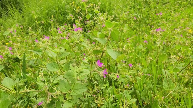 Erodium malacoides, commonly known as Mallow-Leafed Malvomi or Multi-Branched Malvomi, gets its name from the striking resemblance of its leaves to those of the mallow plant (Malva).
