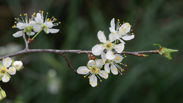 The delicate white and fragrant flowers of the Mexican plum tree in a Texas garden.