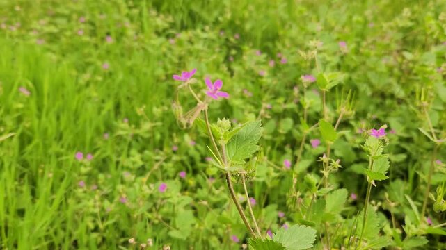 Erodium malacoides, commonly known as Mallow-Leafed Malvomi or Multi-Branched Malvomi, gets its name from the striking resemblance of its leaves to those of the mallow plant (Malva).