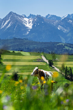 Cow grazing on green hill with panoramic Tatra mountains view in Rzepiska