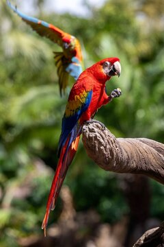 Scarlet Macaw Perched on Branch Eating with Wing Spread in Tropical Setting