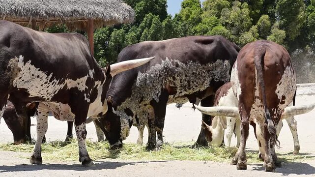 A HERD OF WATUSI BULLS GRAZING IN THE SUN