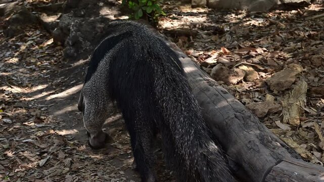 Anteater WALKING SLOWLY IN THE DRY FOREST
