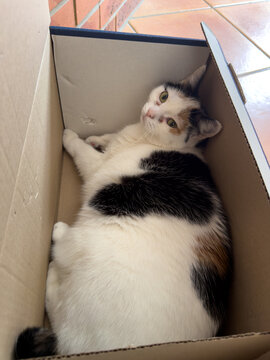 illustration d'un chat se cachant dans un carton 