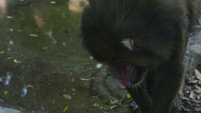CLOSE-UP OF A MANDRILL'S FACE MOVING ITS EYES