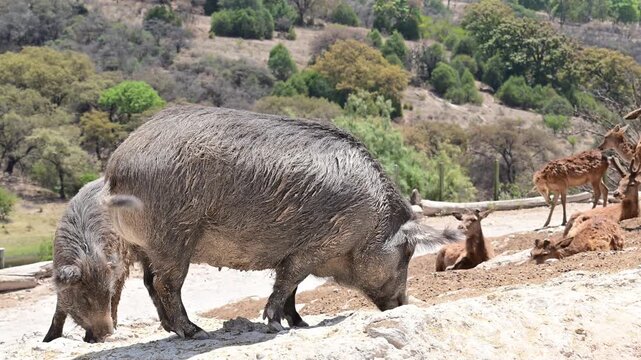 European wild boars eating from the ground