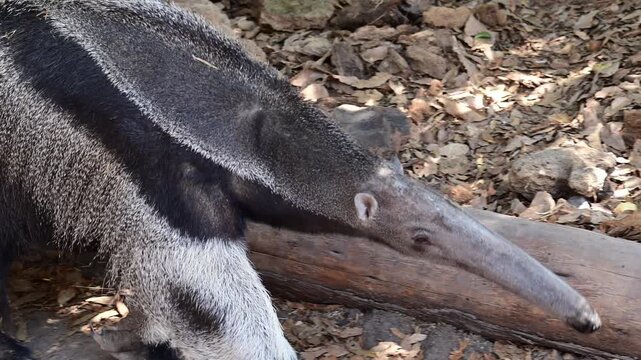 CLOSE-UP ON AN ANTEATER'S HEAD WALKING SLOWLY