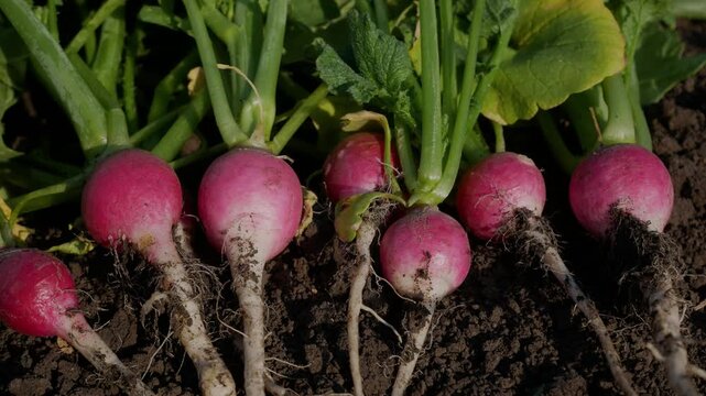 Fresh, ripe, freshly harvested radishes lie on the ground. Growing organic radish. Vegetables, radishes in a healthy diet.