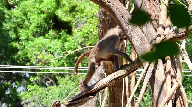 little baboon walking on the branch