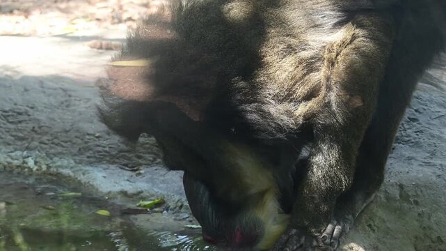 MANDRILL DRINKING WATER FROM A WATER FOUNTAIN