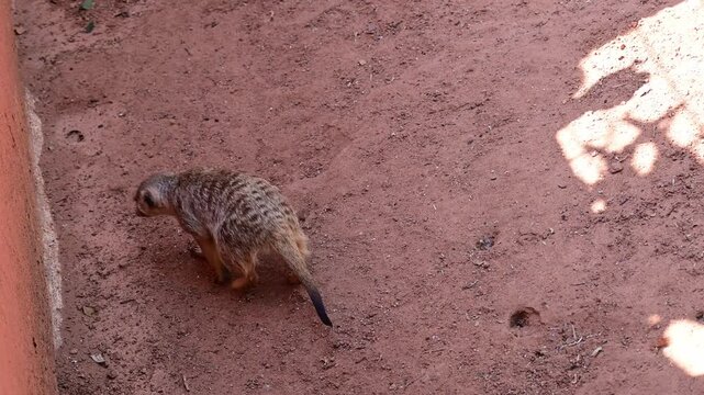 MEERKAT BEGGING FOR FOOD AT A ZOO.