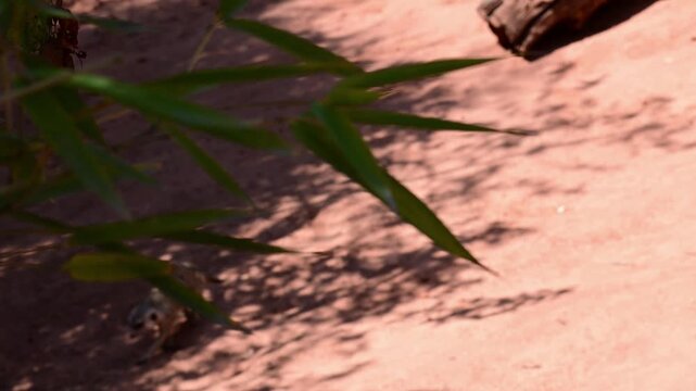 MEERKAT LOOKING FOR FOOD ON THE GROUND