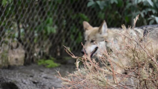 Mexican wolf patrolling its territory.