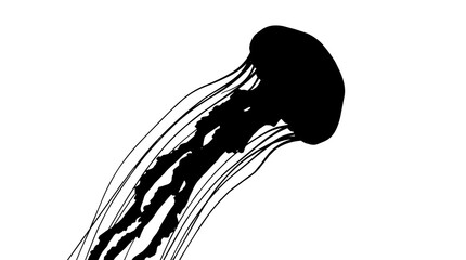 Black silhouette of a jellyfish with long tentacles, isolated on transparent background © Hughes