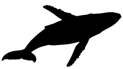 Black humpback whale silhouette swimming, isolated on transparent background © Hughes