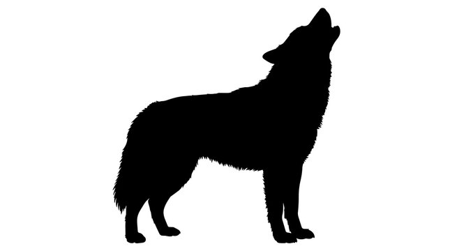 Black wolf silhouette howling, isolated on transparent background