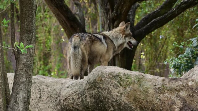 Mexican wolf walking and observing its surroundings