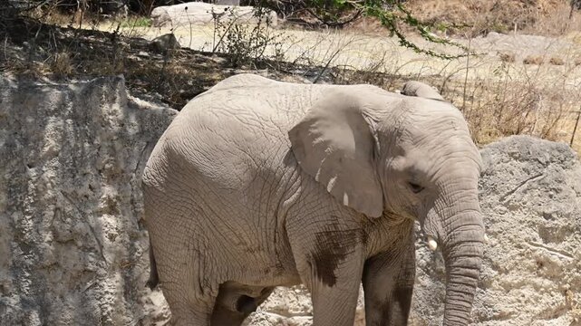 PAIR OF AFRICAN ELEPHANTS FIGHTING