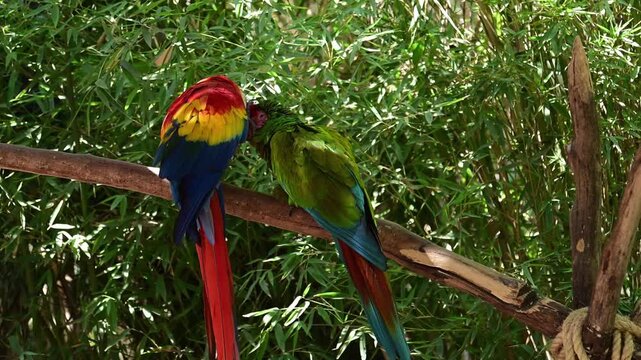 PAIR OF MACAWS KISSING ON A BRANCH