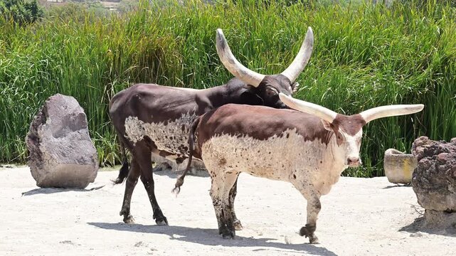 PAIR OF WATUSI BULLS IN THEIR HABITAT
