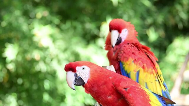 Scarlet macaw moving the feathers on its head
