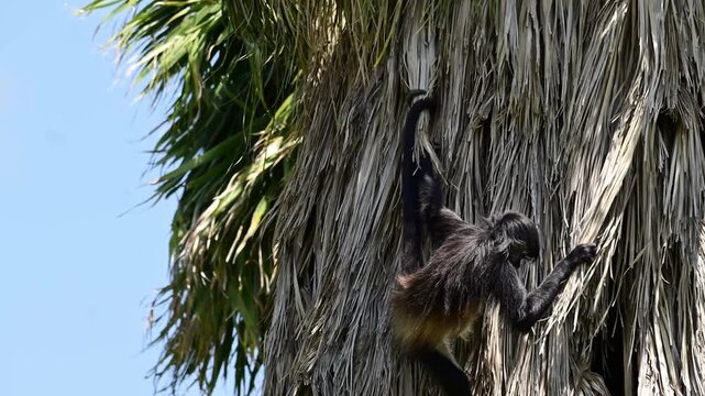 Spider monkey climbing down the branches