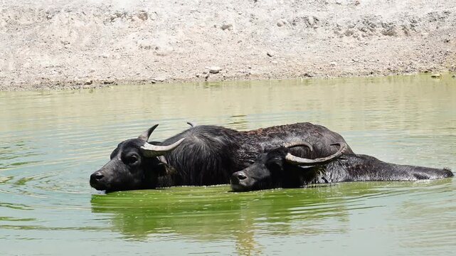  TRIO OF WATER BUFFALOES SWIMMING