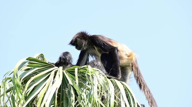 TROOP OF SPIDER MONKEYS AT THE TOP OF A PALM TREE