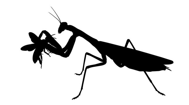 Black praying mantis silhouette devouring a moth, isolated on transparent background