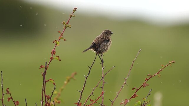A juvenile European stonechat (Saxicola rubicola) sitting in the top of a bush in summer while flying mosquitoes surround it.