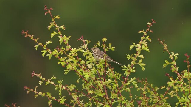 A meadow pipit (Anthus pratensis) sitting in the top of a bush in summer.