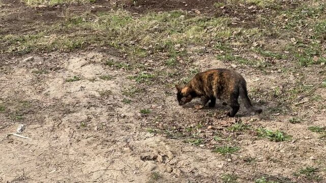 Tortoiseshell cat walking on grass in house yard, pausing to sniff ground, stalking possible mouse, low sunlight, patchy soil.