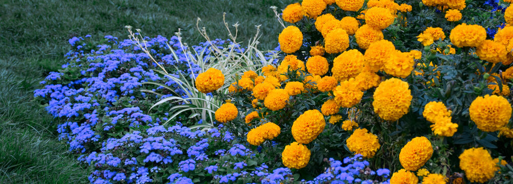 Flowerbed with yellow marigolds and bluemink groundcover annual plants arranged as wide web banner. Colorful garden scene highlighting seasonal blooms, landscaping, and vibrant outdoor design