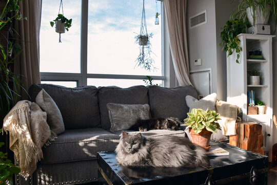 Two cats relaxing in sunlight on couch and coffee table in home setting. Warm natural light highlights cozy indoor scene with pets resting comfortably