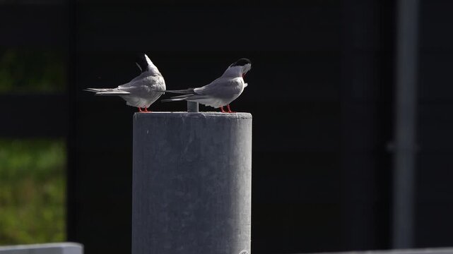Two adult common terns(Sterna hirundo) preening their feathers while sitting on a metal pole