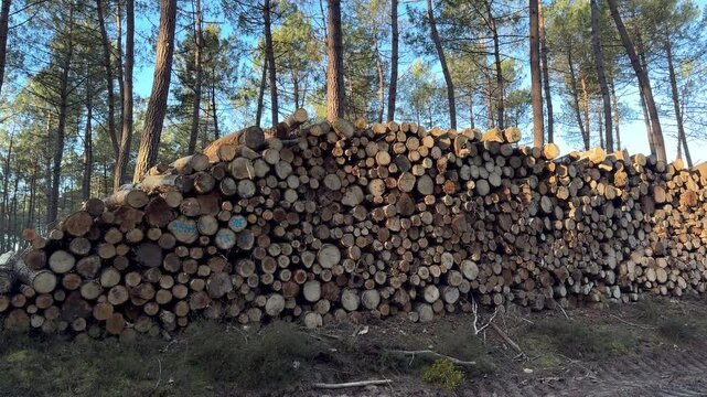 Large stack of cut logs in pine forest with sunlight