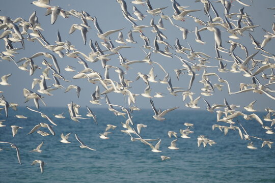 Hundreds of birds flying together in a dynamic flock across the open sky.