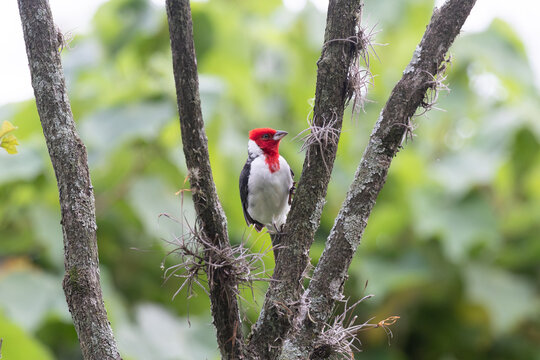 Red-cowled cardinal (Paroaria dominicana) on a branch with bromeliads. Ideal image for Brazilian biodiversity, ornithology and tropical nature themes.