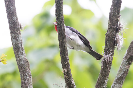 Red-cowled cardinal (Paroaria dominicana) on a branch with bromeliads. Ideal image for Brazilian biodiversity, ornithology and tropical nature themes.