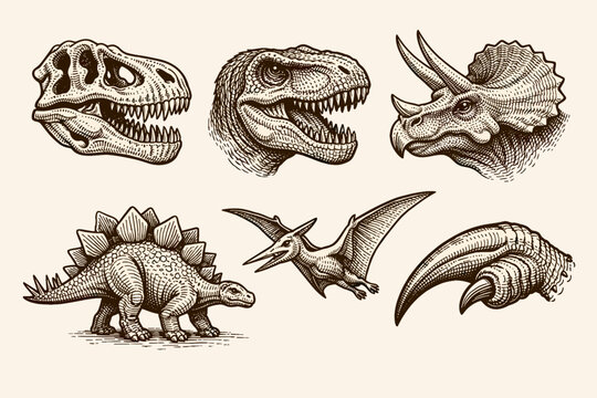Set of Vintage Hand Drawn Dinosaur Illustrations Featuring Tyrannosaurus Rex Skull and Head, Triceratops, Stegosaurus, Pterodactyl, and Predator Claw in Engraving Style for Prehistoric Design