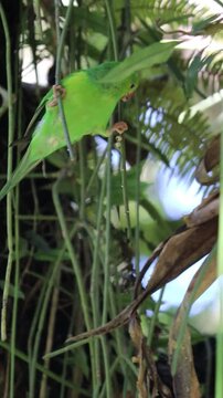Plain Parakeet Resting on Tree Branch.