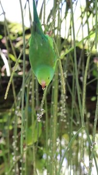 Plain Parakeet Resting on Tree Branch.
