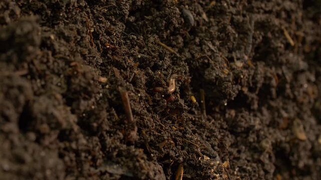 Earthworm tunneling in moist compost macro