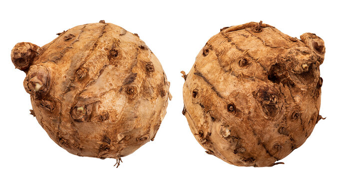 Curcuma latifolia Roscoe rhizome isolated on transparent background.