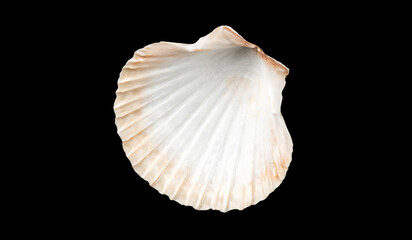 Shell, sea scallop shell isolated on black background. Aquatic wildlife animal, seashell. Mollusk, marine bivalve mollusk. One open scallop sea shell, gourmet food, Pectinidae, top view © Subbotina Anna