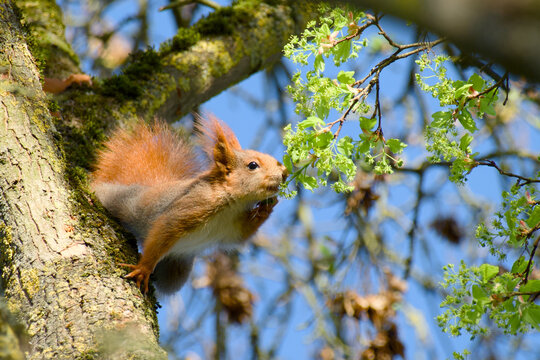 Eurasian red squirrel reaching for fresh leaves on tree branch
