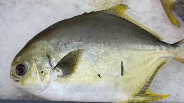 Frozen pompano on ice counter in fish shop, silver yellow fish lying on shallow crushed ice, retail display arranged.
